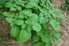 Physalis minima